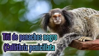 El Fascinante Mundo del Tití de Penachos Negros Un Pequeño Primate Adaptable [upl. by Molahs]