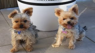 Best Of Cute Yorkie Puppies Compilation  Funny Dogs 2018 [upl. by Glaudia]