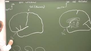 Neuroanatomie 8  morphologie et systématisation du cortex cérébral Cerebral cortex [upl. by Baptista]