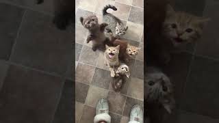 Hungry Scottish Folds Screaming for Breakfast [upl. by Nwadahs]