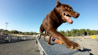 Kelpie Agility [upl. by Konrad]