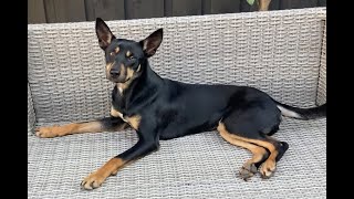 5 Minutes of Australian Kelpie Daily Videos [upl. by Kenlay314]