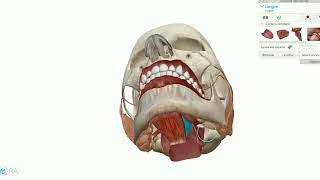 anatomie de la cavité buccale [upl. by Sella955]