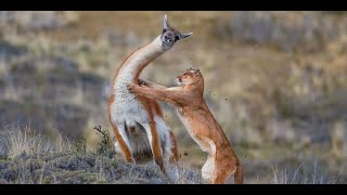 Mountain Lion Cougar Facts  Amazing Facts About Cougar That Will Surprise You Puma Documentary [upl. by Lokin]