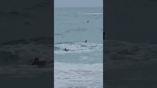 surfs up at Portreath Beach ⛱️ explorecornwall beach nature [upl. by Linea]