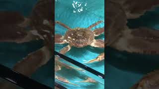 CHIONOECETES OPILIO CRAB crab hongkong arsmr seafood viral [upl. by Nicodemus]