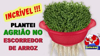 Como plantar agrião dentro do apartamento HIDROPONICOno escorredor de arroz [upl. by Retsim]