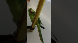 Methu so parrotlover parrottalking talking subscribe rohaab Vlog [upl. by Kelwin]