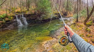 My FAVORITE Creek To Trout Fish Fly Fishing for Rainbow and Brook Trout [upl. by Anwad]