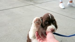 Cutest Springer Spaniel Puppy  Champ [upl. by Anom661]