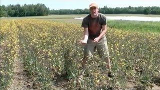 Organic Hon Tsai Tai Flowering Brassica Seed Production [upl. by Darb]