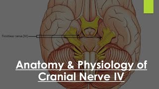 Anatomy of Cranial Nerve IV  Introduction of Trochlear Nerve  NeuroOphthalmology [upl. by Henleigh527]