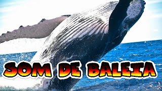 Som de Baleia Jubarte e Orca os Maiores Mamíferos dos Mares [upl. by Banquer]