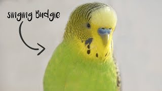 Singing Budgie  Happy song [upl. by Anirdna]