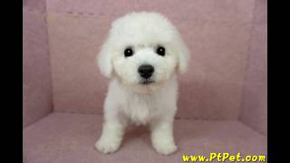 0525 比熊犬 Bichon Frise 公幼犬日新犬舍 [upl. by Gustafson962]