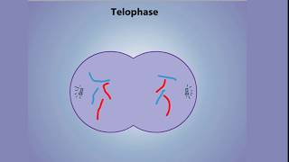 Stages of Mitosis  Prophase Prometaphase Metaphase Anaphase amp Telophase [upl. by Carrissa]