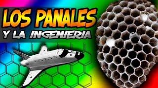 LimonadaTV  ¿Que aprendemos de los panales de las abejas [upl. by Keele]