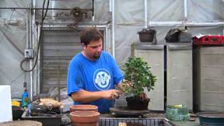 How to make a Bougainvillea bonsai [upl. by Nahtnhoj]