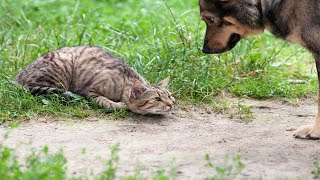 Cat TACKLES Dog 😮 60 Minutes FUNNIEST Pets [upl. by Dino]