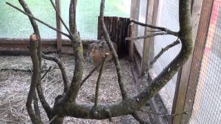 Brown Hare meets rabbit  interesting encounter [upl. by Tomlin]