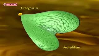 Biology  3Sec life cycle of a fern plant Polypodium [upl. by Avictor136]