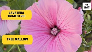 Lavatera trimestris  Rose Mallow  Tree Mallow [upl. by Cita]