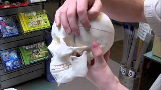 Full scale model of the human skull with moving parts [upl. by Einwat]