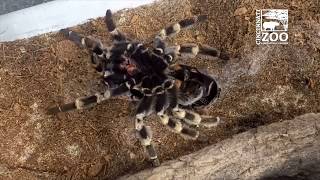 Redkneed Tarantula Molting  Cincinnati Zoo [upl. by Lula]