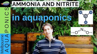 How to manage ammonia and nitrite  aquaponics water [upl. by Aniral]