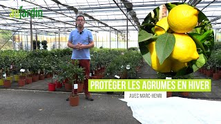 COMMENT bien PROTÉGER les AGRUMES en HIVER  ORANGER CITRONNIER ou CLÉMENTINIER [upl. by Karli]