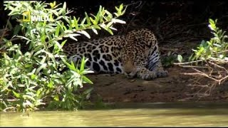 Les Fauves dAmazonie  Documentaire animalier Nat Géo Wild [upl. by Esta]