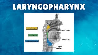 Laryngopharynx Anatomy  Definition Parts Lymphatics Functions [upl. by Ajnot]