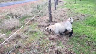 Electric fence Vs goat [upl. by Crispa]