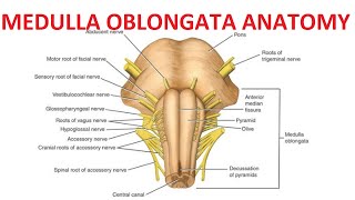 Medulla Oblongata Anatomy [upl. by Oibirot]