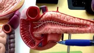 Digestive System 4 HepatoPancreatic Ampulla [upl. by Ralph]