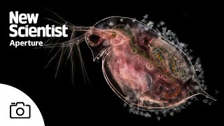 The microscopic beauty of plankton – and their predators [upl. by Jennica]