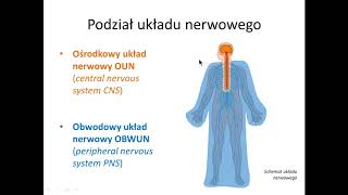 Podstawy i podział układu nerwowego wstęp [upl. by Starlin]