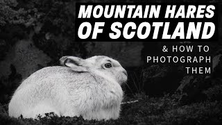 Mountain Hare in Scotland [upl. by Alyel783]