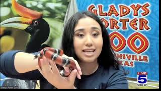 Zoo Guest Leche the Sinaloan Milk Snake [upl. by Nylodnew]