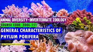 Phylum Porifera General Characteristics [upl. by Ehrman]