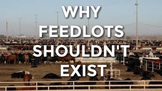 WHY FEEDLOTS SHOULDNT EXIST [upl. by Anicul]