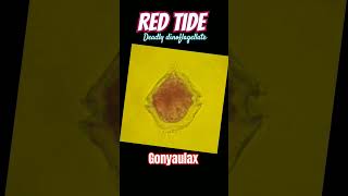 Red Tide by deadly dinoflagellares Gonyaulax release Saxitoxin [upl. by Sanez]