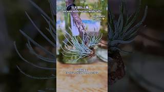 愛上手作 空氣鳳梨 硬葉狐狸尾 T Funckiana var Recurvifolia  air plants [upl. by Nyram]