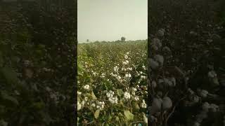 3 November 2024 cotton farm viral farming shorts [upl. by Suzi]