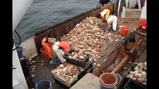 HUGE CATCH OF SCALLOPS [upl. by Wavell]