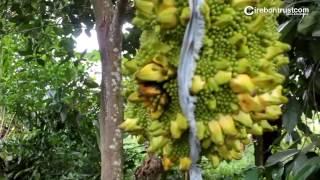 Ajaib Pohon Nangka Berbuah Pisang [upl. by Zondra]