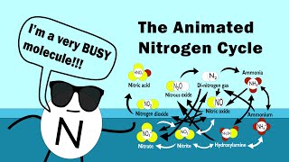 The Nitrogen Cycle Animated [upl. by Ilanos]