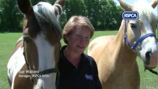 Adopting an RSPCA rescue horse [upl. by Eulalee]