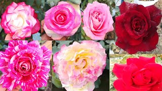 10 Best Rose Varieties With Names  Rose Varieties In India  Rose [upl. by Morganstein]