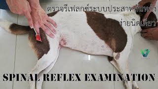 Spinal reflex examination  มาตรวจรีเฟล็กประสาทสันหลังกันเถอะ [upl. by Korrie407]